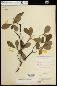 Rhododendron arborescens image