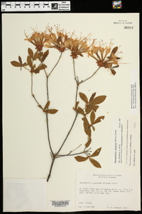 Rhododendron canescens image