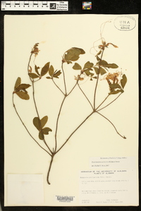 Rhododendron canescens image