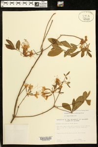 Rhododendron canescens image