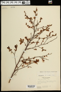 Vaccinium amoenum image