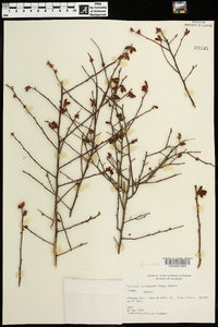 Vaccinium atrococcum image