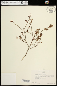 Vaccinium elliottii image