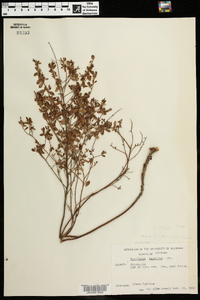 Vaccinium tenellum image