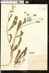 Picris pauciflora image