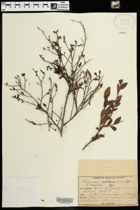 Vaccinium virgatum image