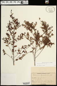 Vaccinium myrsinites image