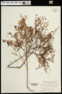 Vaccinium myrsinites image