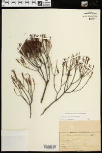 Ceratiola ericoides image