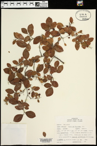 Vaccinium fuscatum image