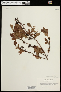 Vaccinium amoenum image