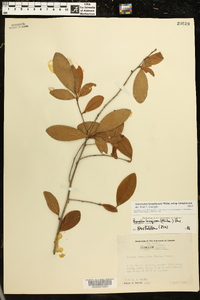 Sideroxylon lanuginosum image