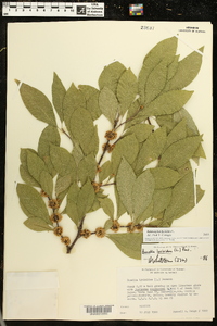 Sideroxylon lycioides image