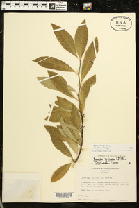 Sideroxylon lycioides image