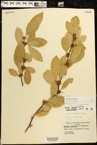 Sideroxylon lycioides image