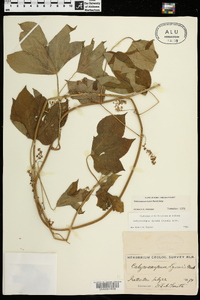 Calycocarpum lyonii image