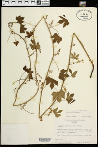 Calycocarpum lyonii image