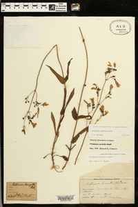 Penstemon laxiflorus image