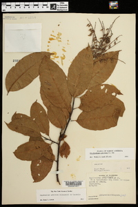 Oxydendrum arboreum image