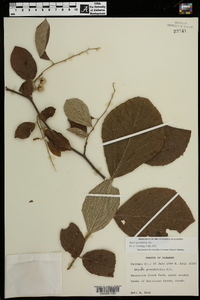Styrax grandifolius image