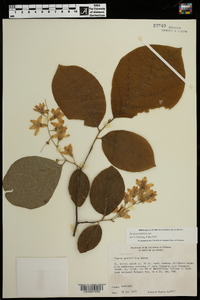 Styrax grandifolius image