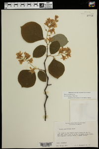 Styrax grandifolius image