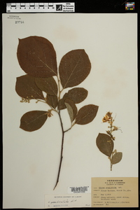 Styrax grandifolius image