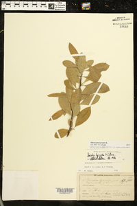 Sideroxylon lycioides image