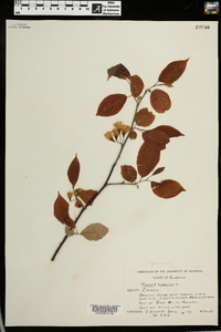 Halesia carolina image