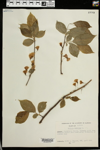 Halesia carolina image