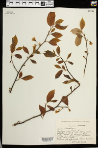 Halesia carolina image