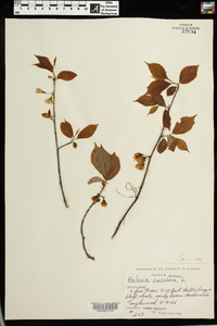 Halesia carolina image