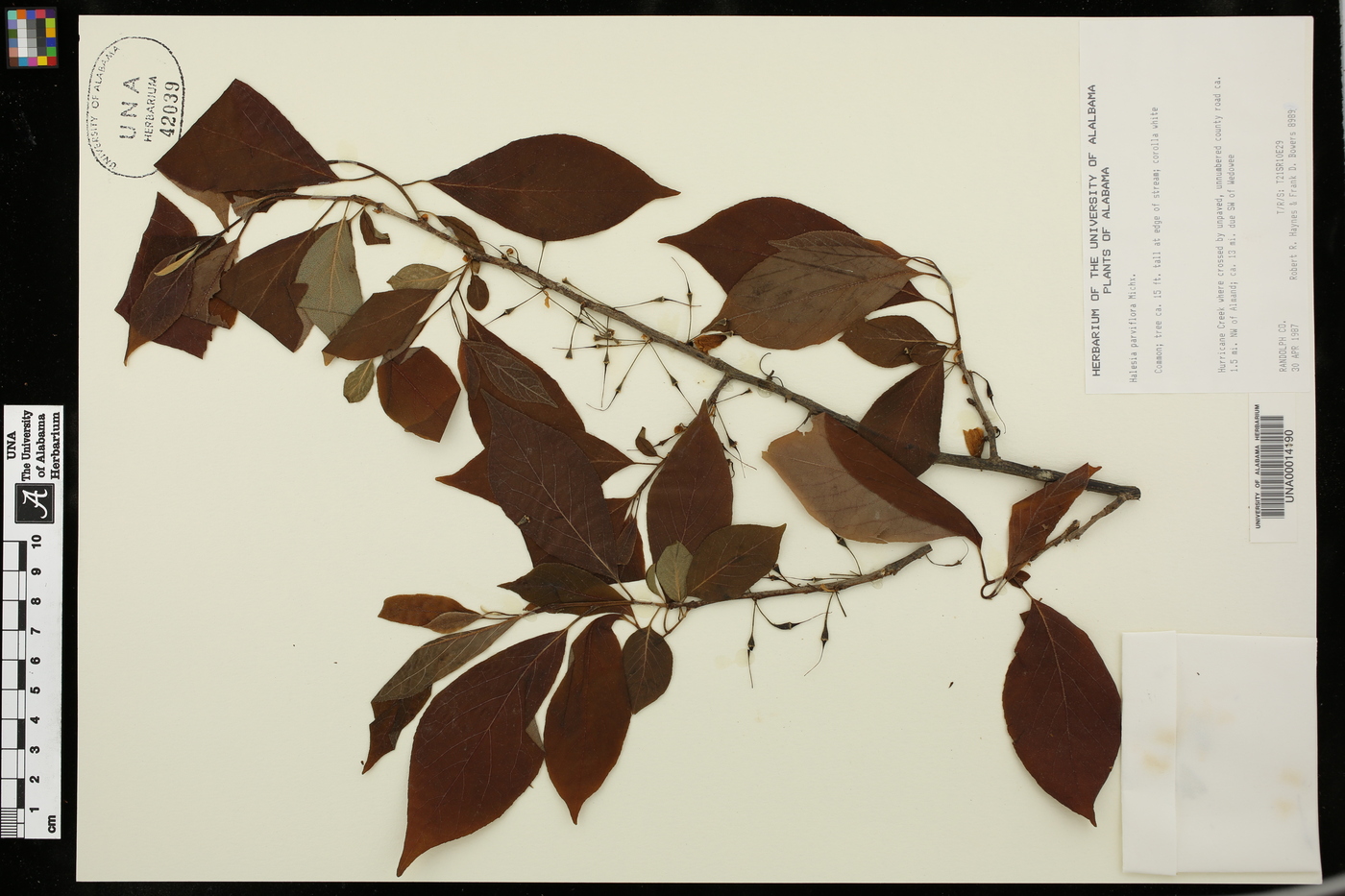 Halesia parviflora image