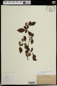 Styrax americanus image