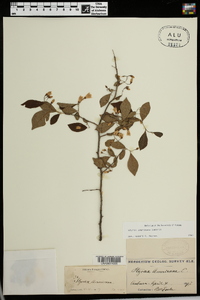 Styrax americanus image