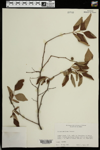 Styrax americanus image