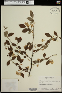 Styrax americanus image