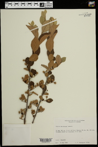 Styrax americanus image