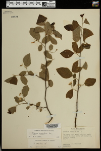 Styrax americanus image