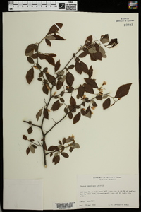 Styrax americanus image