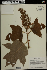 Hydrangea quercifolia image