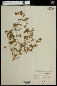 Lysimachia arvensis image