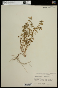 Lysimachia arvensis image