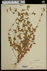 Lysimachia arvensis image