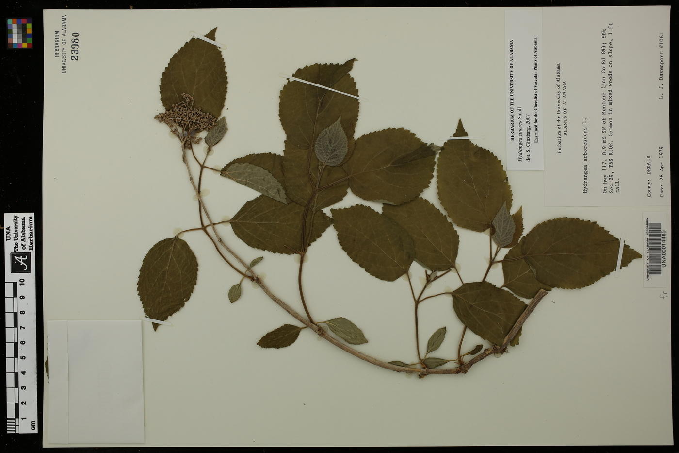 Hydrangea cinerea image