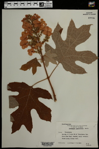 Hydrangea quercifolia image