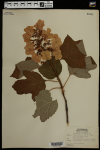 Hydrangea quercifolia image