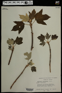 Hydrangea quercifolia image