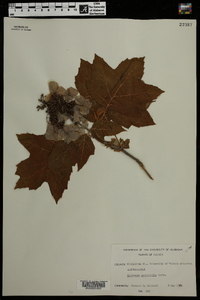 Hydrangea quercifolia image