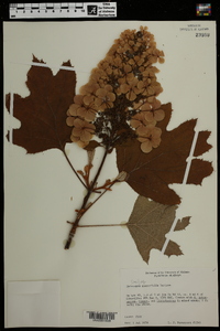 Hydrangea quercifolia image